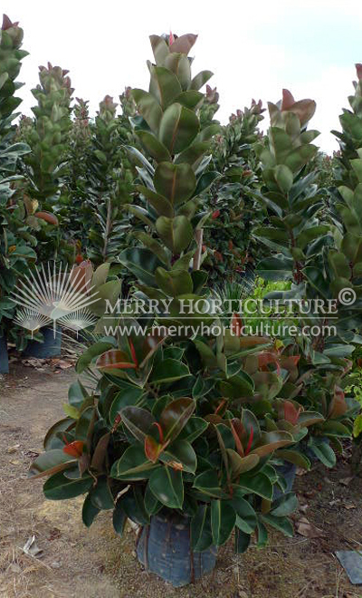 Ficus Elastica Rubra 2m